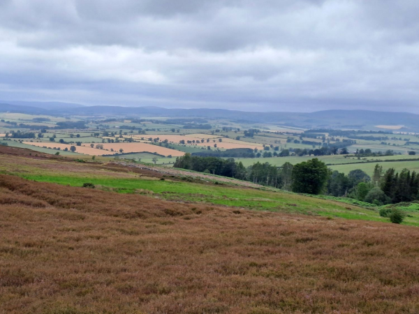 Field